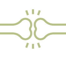 Genistein's Dual Action